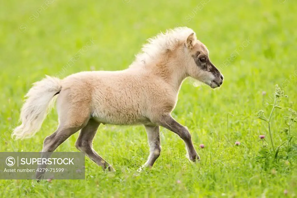 Miniature Shetland Pony Dun foal trottinga pasture