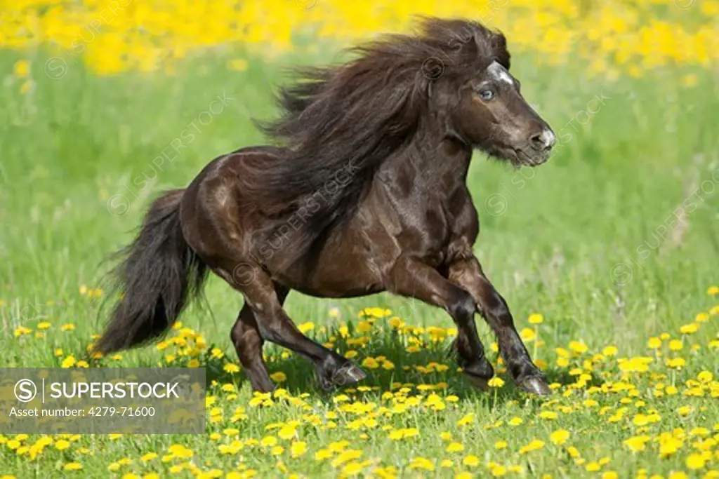 Miniature Shetland Pony Black male gallopinga pasture