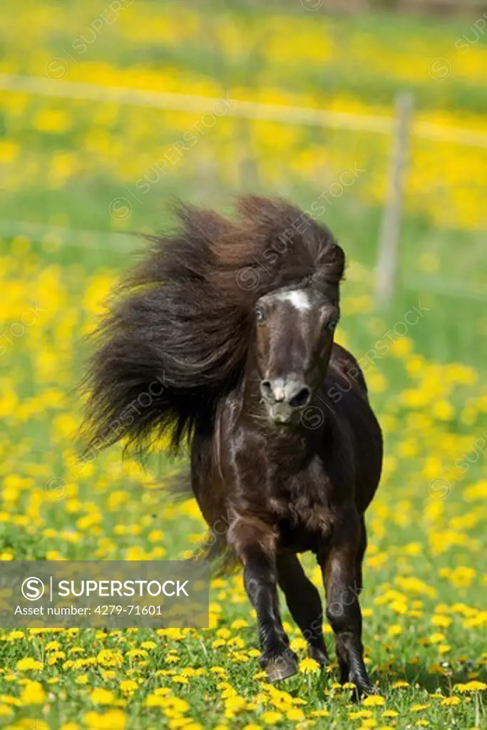 Miniature Shetland Pony Black male gallopinga pasture