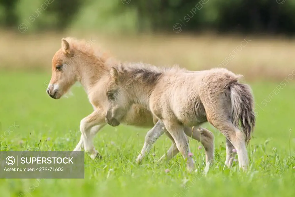 Miniature Shetland Pony Two foals walkinga pasture