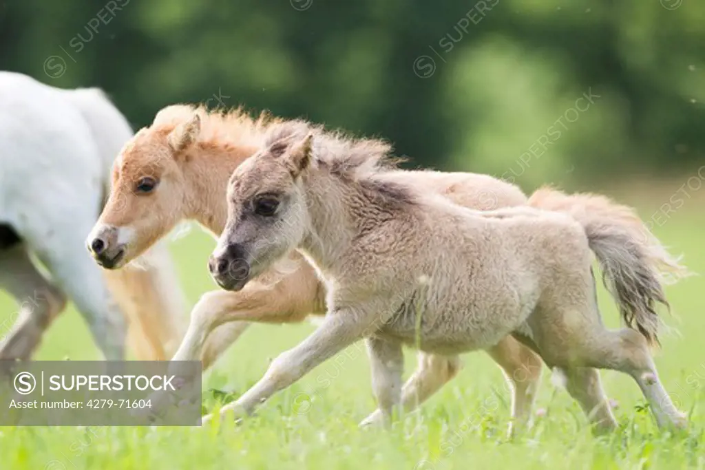 Miniature Shetland Pony Two foals gallopinga pasture