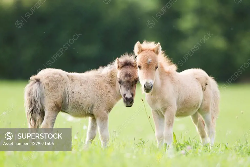 Miniature Shetland Pony Two foals standinga pasture