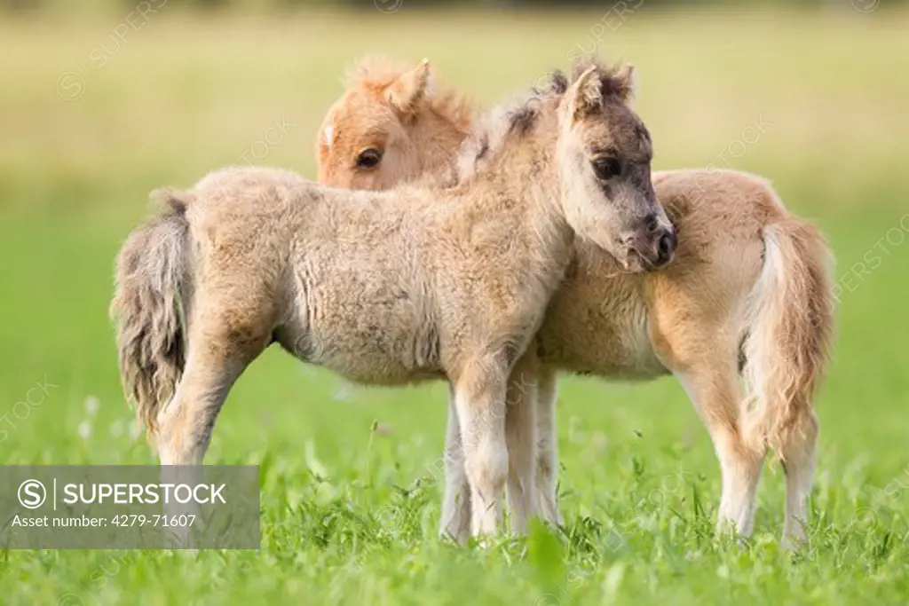 Miniature Shetland Pony Two foals standinga pasture