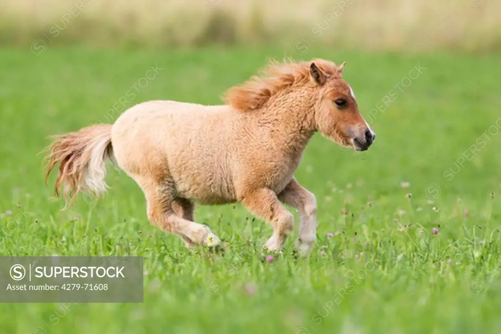 Miniature Shetland Pony Foal gallopinga pasture