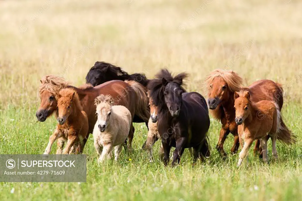 Miniature Shetland Pony Group mares foals trota meadow