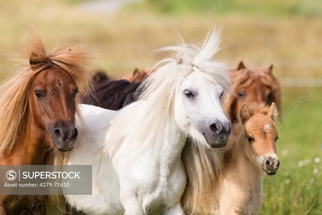 Miniature Shetland Pony Group mares foalsa meadow
