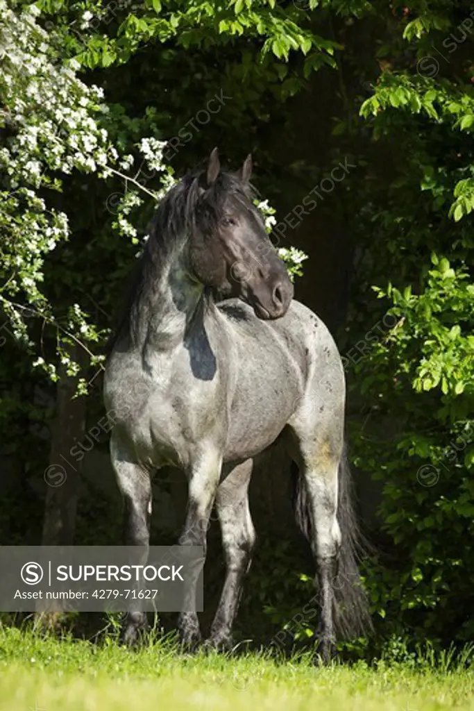 Murgese Horse, Stallion standinga pasture