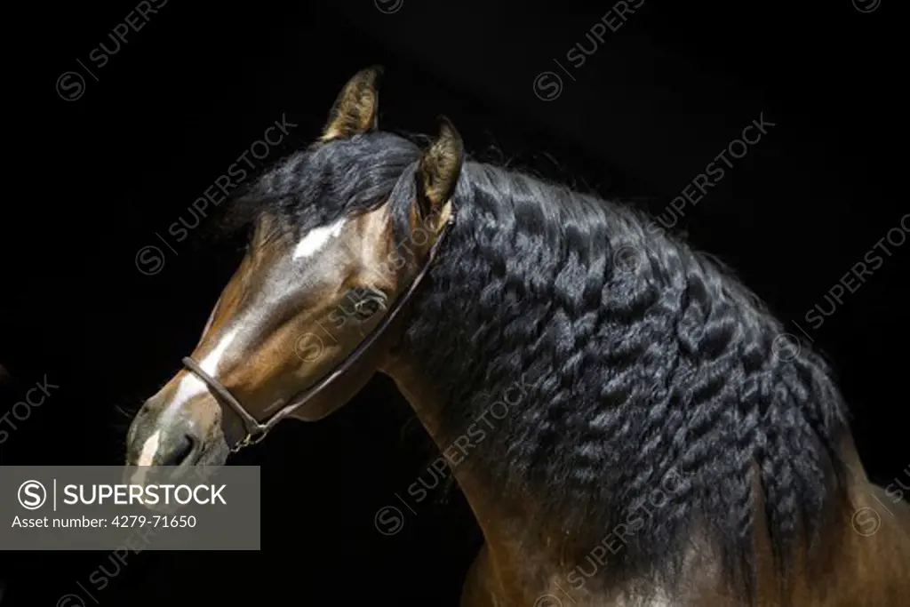 Pure Spanish Horse, Andalusian Portrait bay stallion