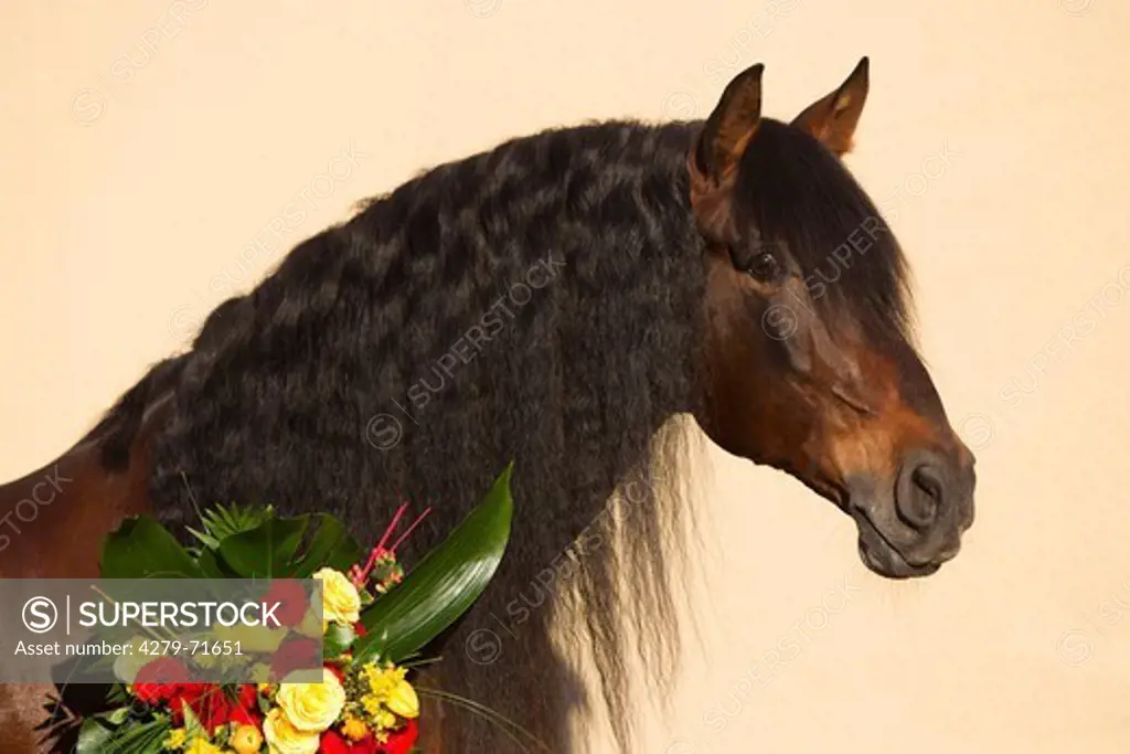 Pure Spanish Horse, Andalusian Portrait bay stallion bouquet flowers