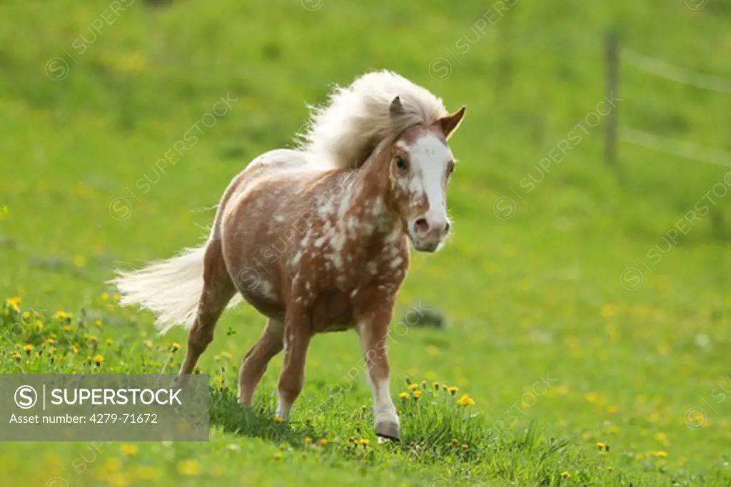 Shetland Pony Spotted mare gallopinga meadow