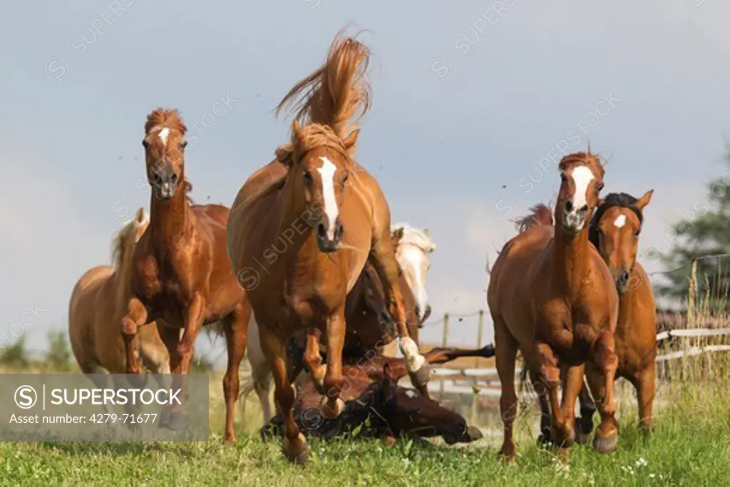 Arabian horse Horse stumbling group galloping horses