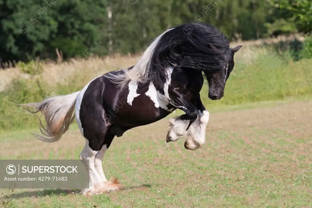 Gypsy Horse Piebald stallion bucking paddock
