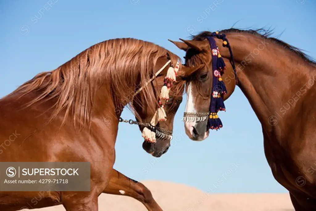 Purebred Arabian Horse Two adult traditonal colourful tack nose-to-nose