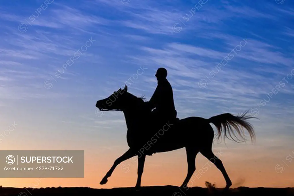 Purebred Arabian Horse Adult rider galloping desert, silhouetted against evening sky
