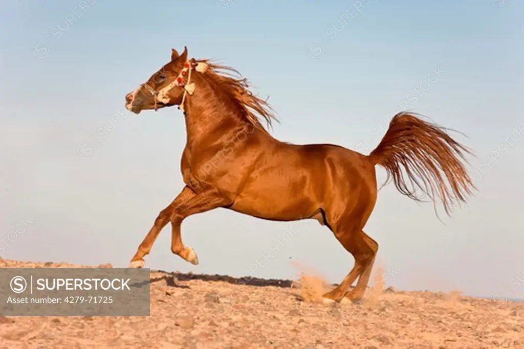 Purebred Arabian Horse Chestnut stallion galloping desert