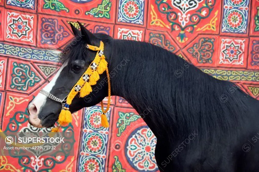 Arab-Mix Horse Portrait old stallion traditional headgear