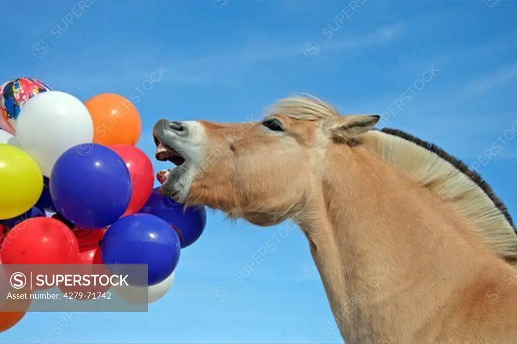 Norwegian Fjord Horse snapping at balloons