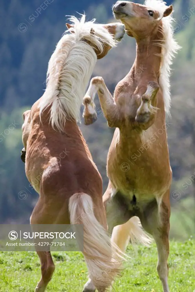 Haflinger Horse Two young stallions fightinga pasture