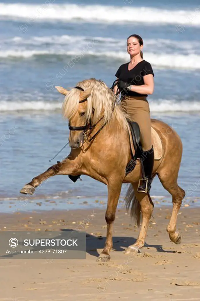 Lusitano Britta Rasche palmino stallion beach, performing Spanish walk