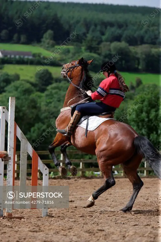 A Irish Hunter Sporthorse refuses obstacle by stopping