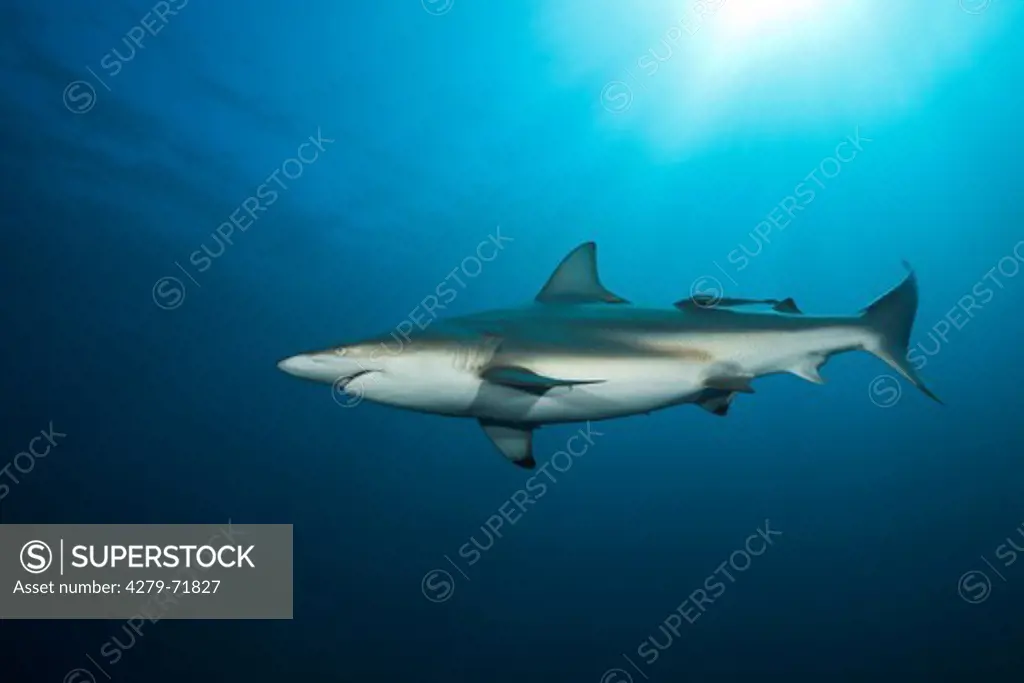 Blacktip Shark (Carcharhinus limbatus) with Remoras, swimming. Aliwal Shoal, Indian Ocean, South Africa