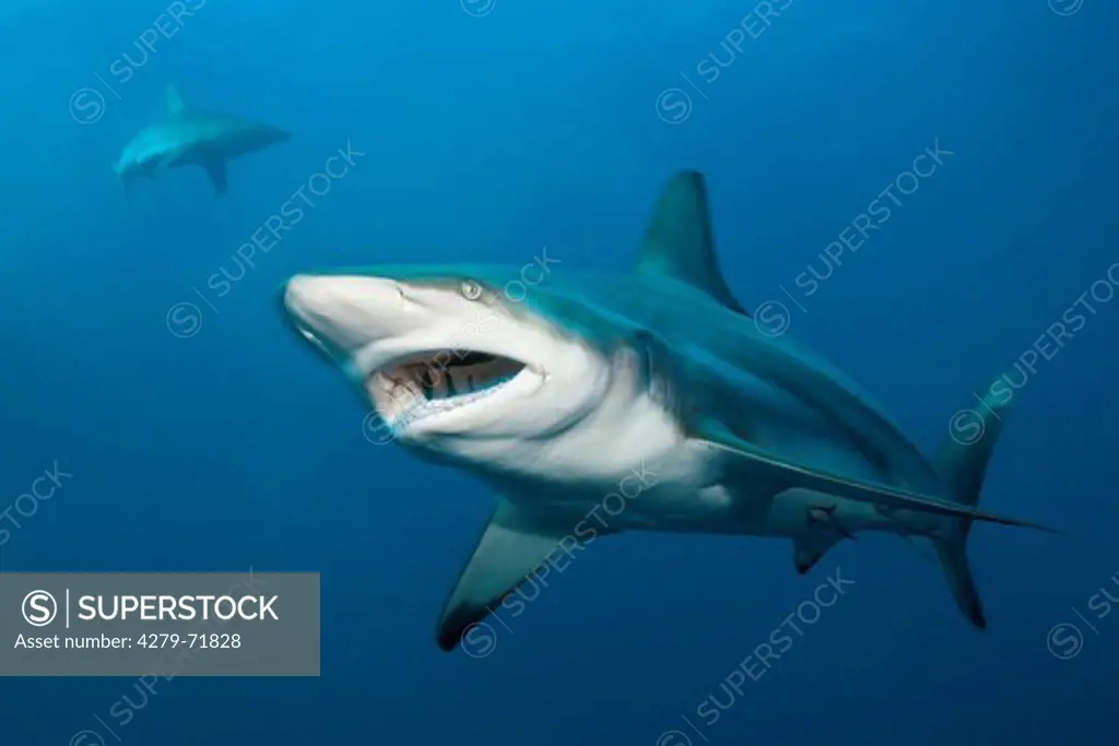 Blacktip Shark (Carcharhinus limbatus) swimming with mouth open. Aliwal Shoal, Indian Ocean, South Africa