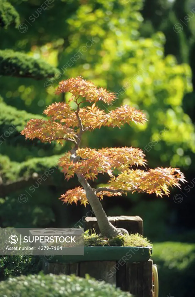 bonsai - planting for koi ponds
