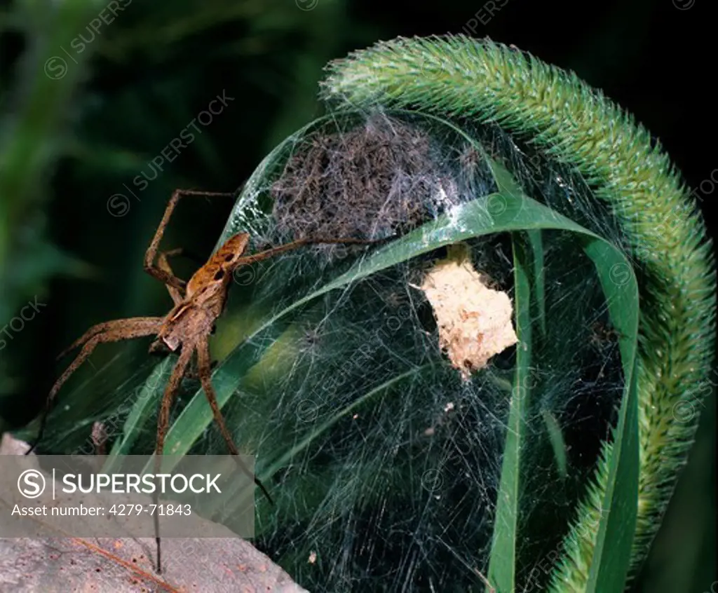 Nursery Web Spider (Pisaura mirabilis). Female at nest with young
