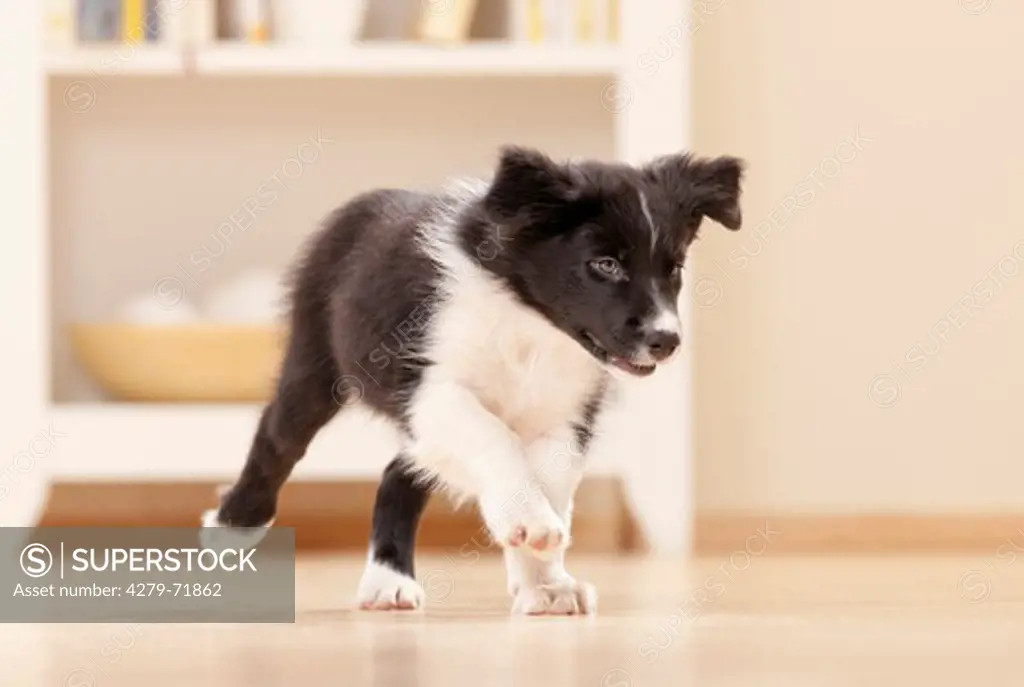 Border Collie Puppy runningwooden parquet