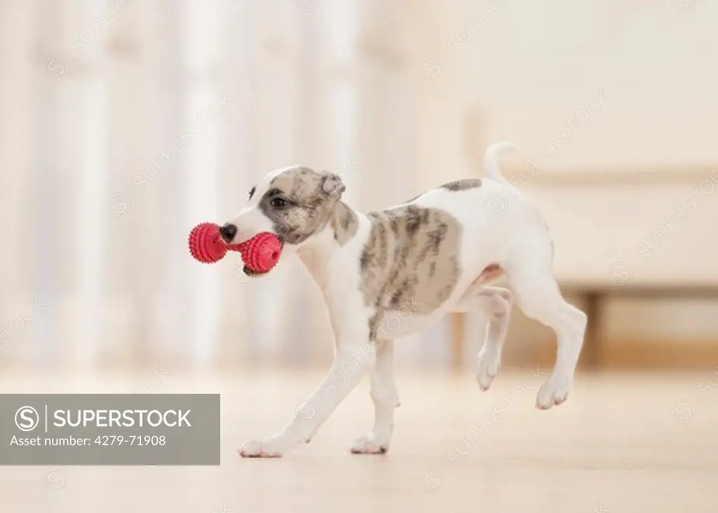 Whippet Puppy runningwood parquet, while carrying plastic dumbbell its mouth