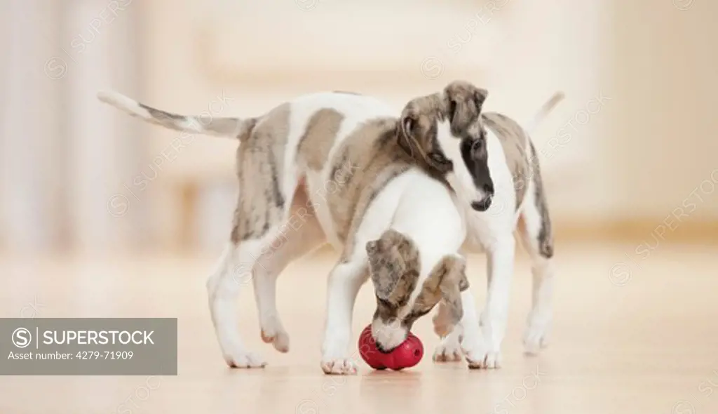 Whippet Two puppies playing red plastic toy
