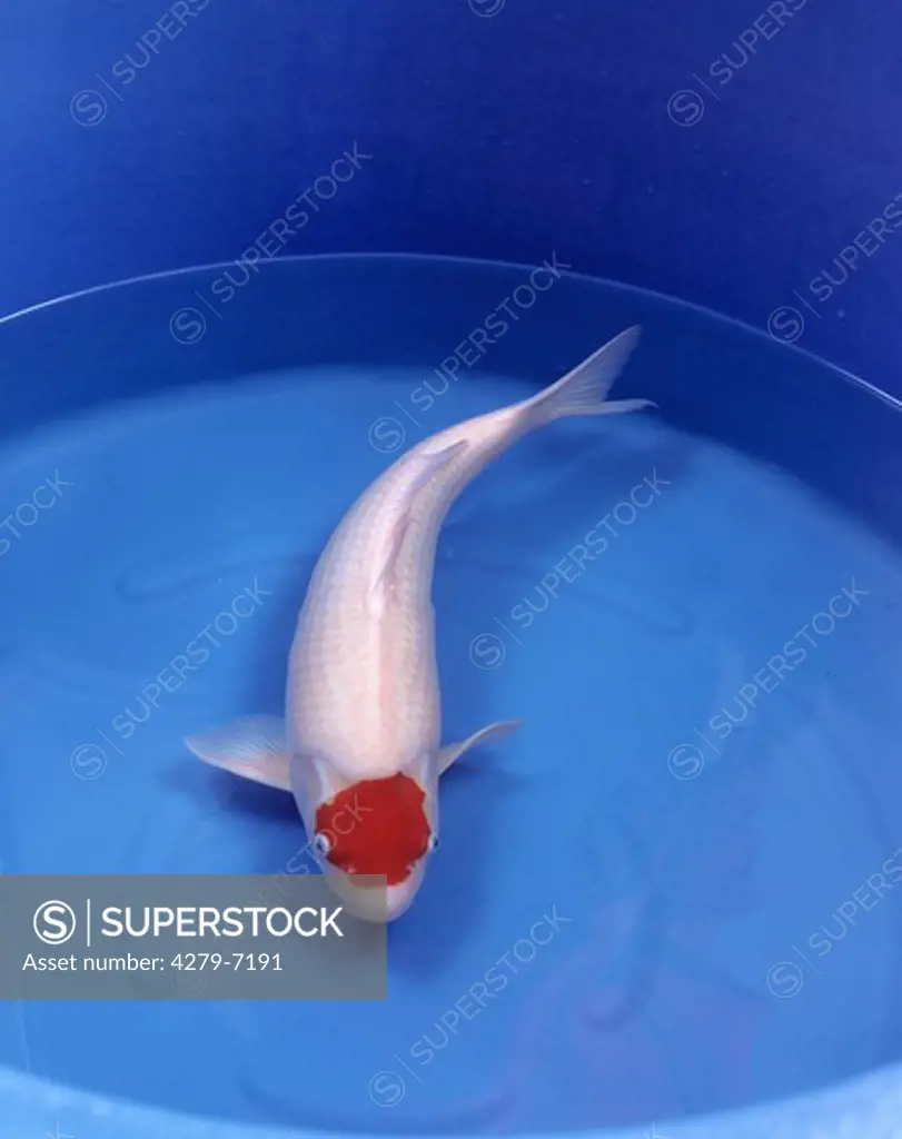 Tancho Kohaku Koi - white with red mark, Cyprinus carpio carpio
