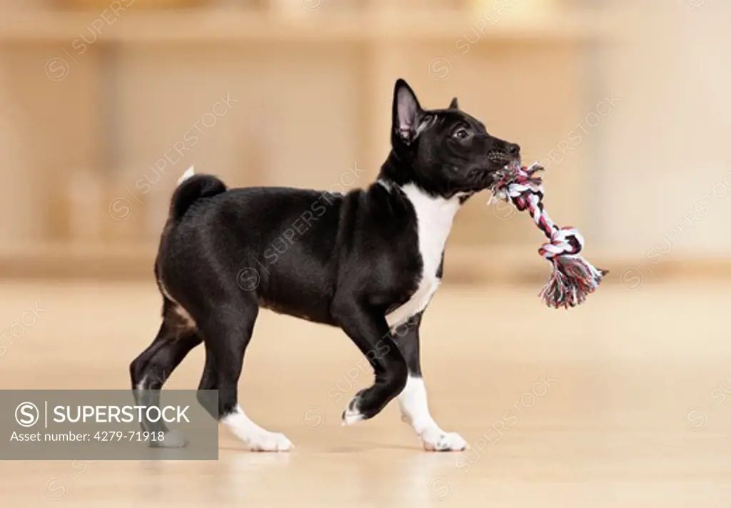 Basenji Puppy playing colourful rope