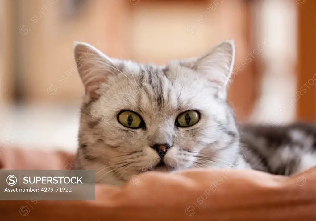 British Shorthair cat Tabby adult lyinga pet bed