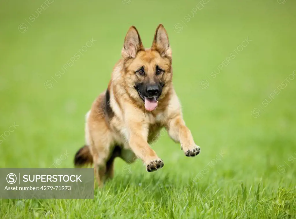 German Shepherd, Alsatian running over meadow