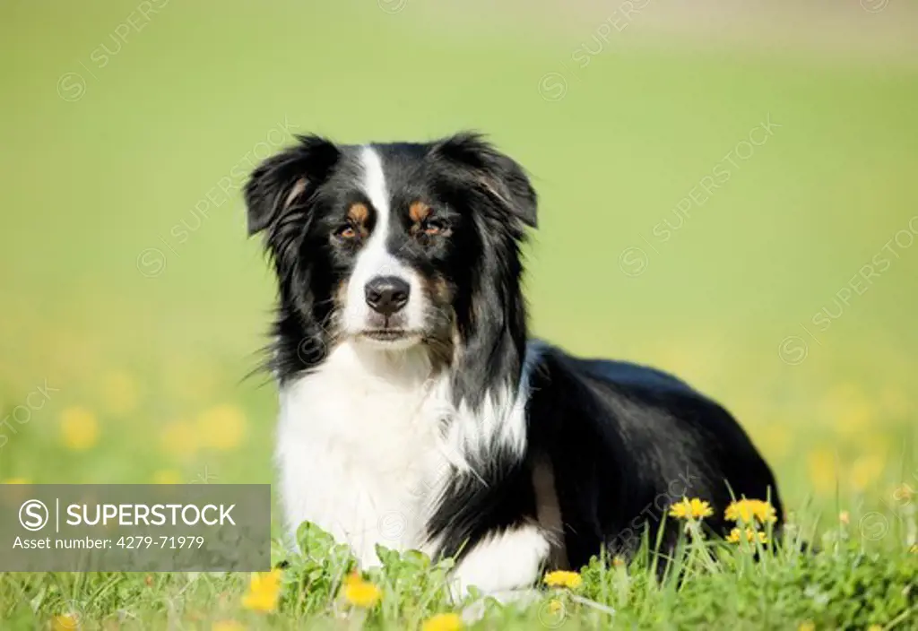 Australian Shepherd Adult dog lyinga meadow