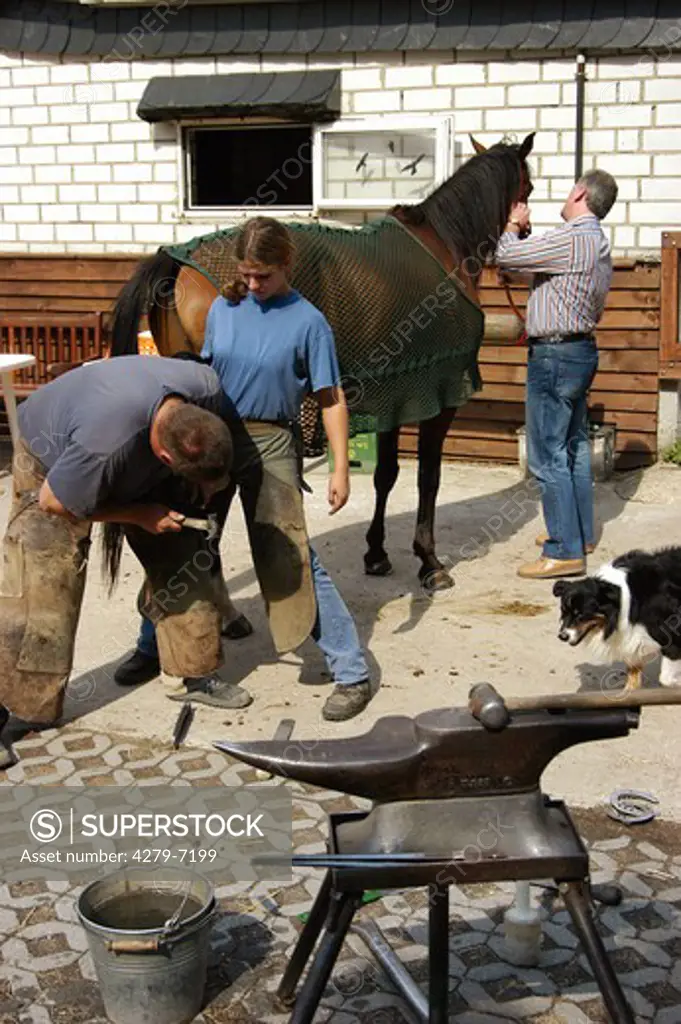 blacksmith 7 : horse getting new horseshoes