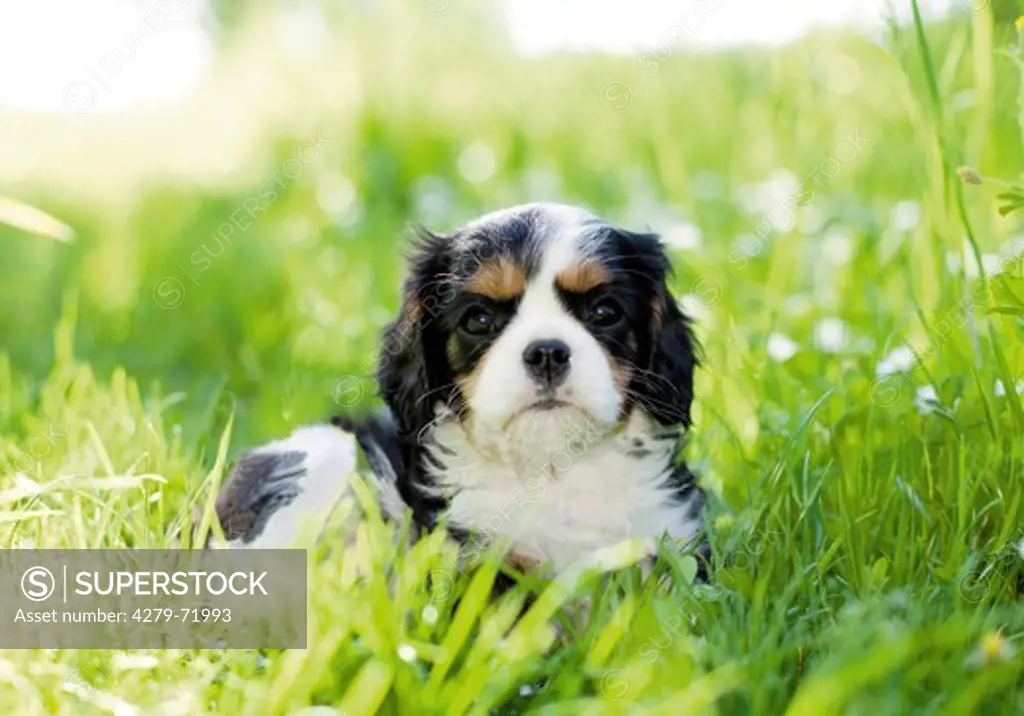 Cavalier King Charles Spaniel Puppy grass