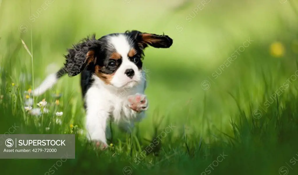 Cavalier King Charles Spaniel Puppy running grass
