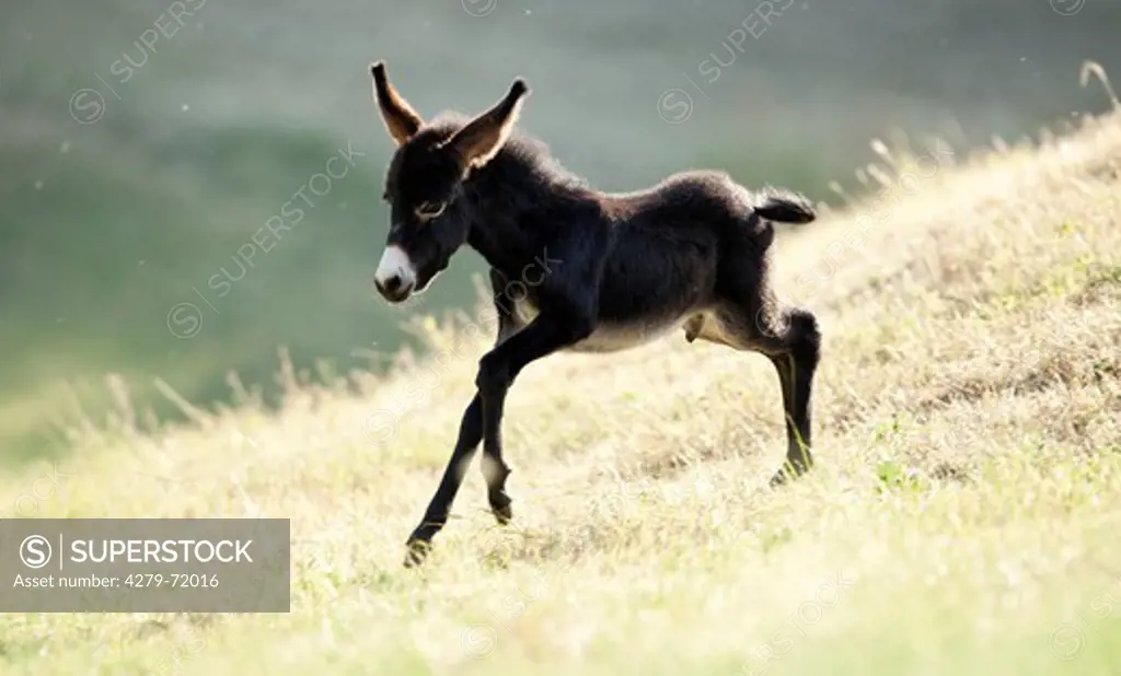 Domestic Donkey Equus asinus asinus Foal gallopinga meadow