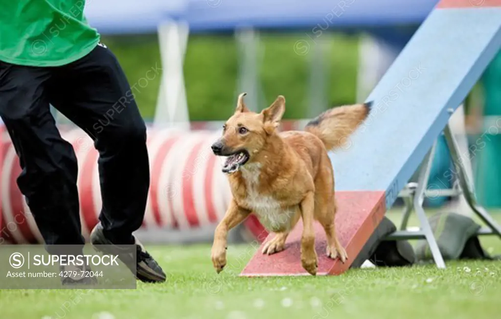 Harzer Fuchs, red colored sheep dog from Harz, dismounting see-saw agility course