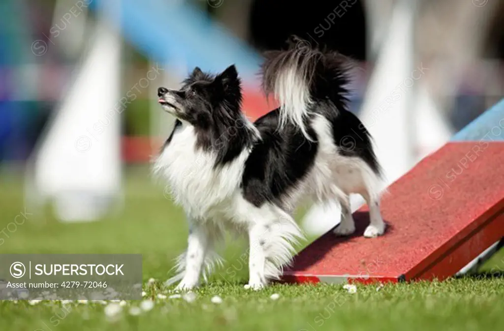 Mixed-breed Dog Adult standinga seesaw agility course
