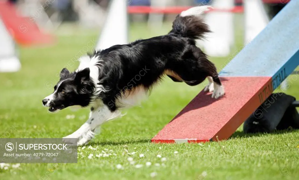 Border Collie dismounting see-saw agility course