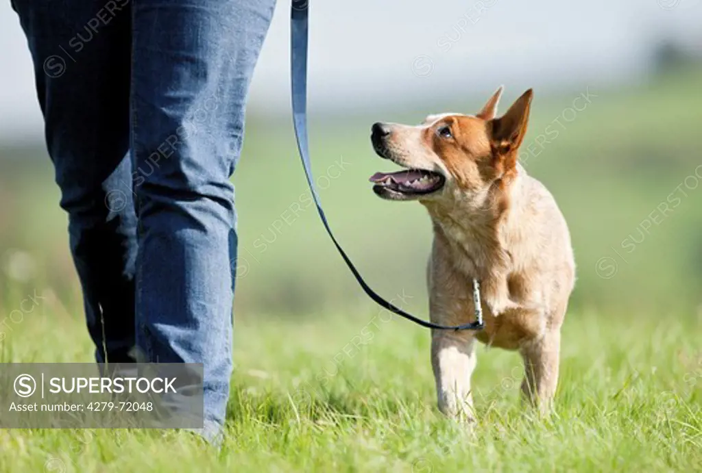 Australian Cattle Dog walking lead