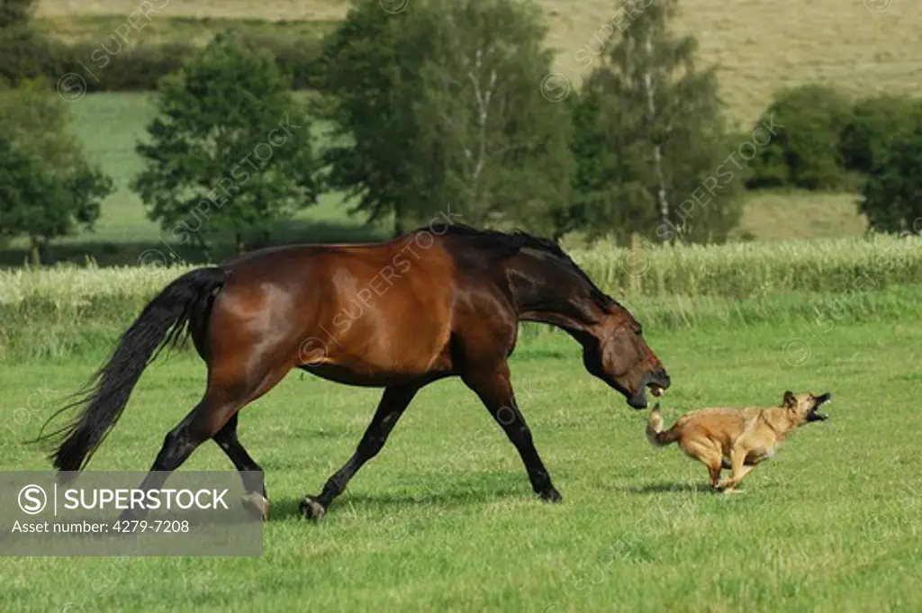 animal-friendship : warm-blooded horse playing with dog