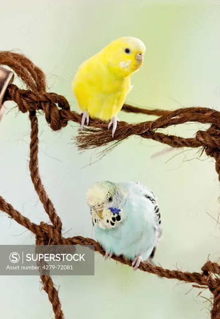 Budgerigar, Budgie Melopsittacus undulatus Two birds percheda hemp net