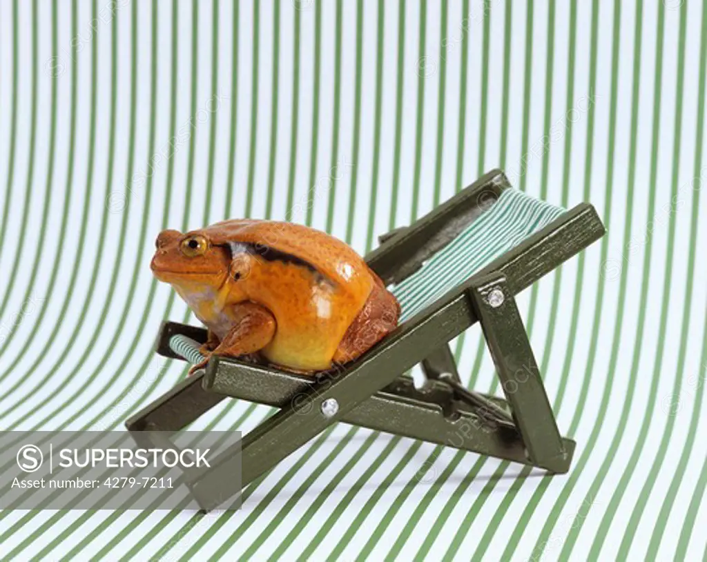 American bullfrog on deckchair