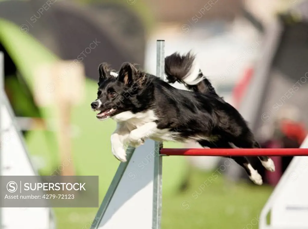 Border Collie Adult leaping over hurdle agility course