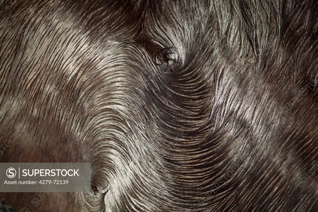 Paso Fino Close-up body hair black mare, soaked sweat