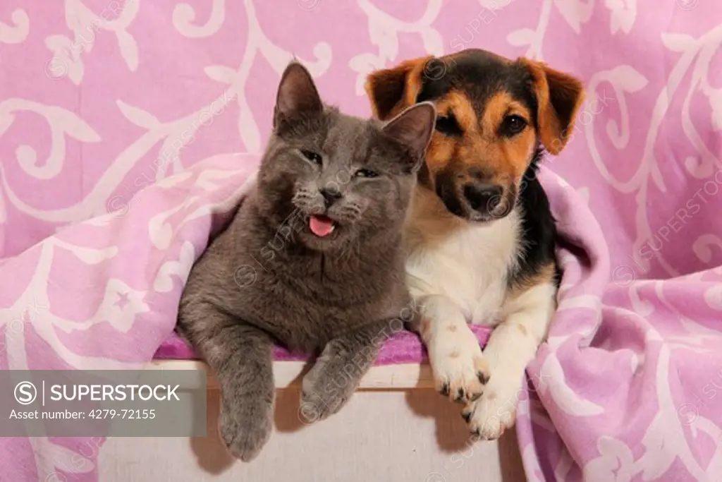 Jack Russell Terrier gray domestic cat under purple blanket